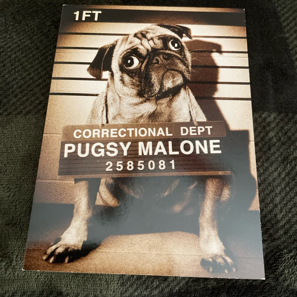 Set of 2 Humorous Adorable “Crime” Dog Happy Birthday Cards - Avanti Cards -